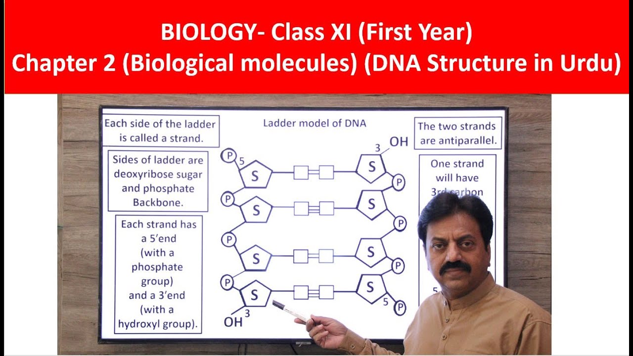 Structure of DNA / First Year Biology / Chapter 2 / Part 17