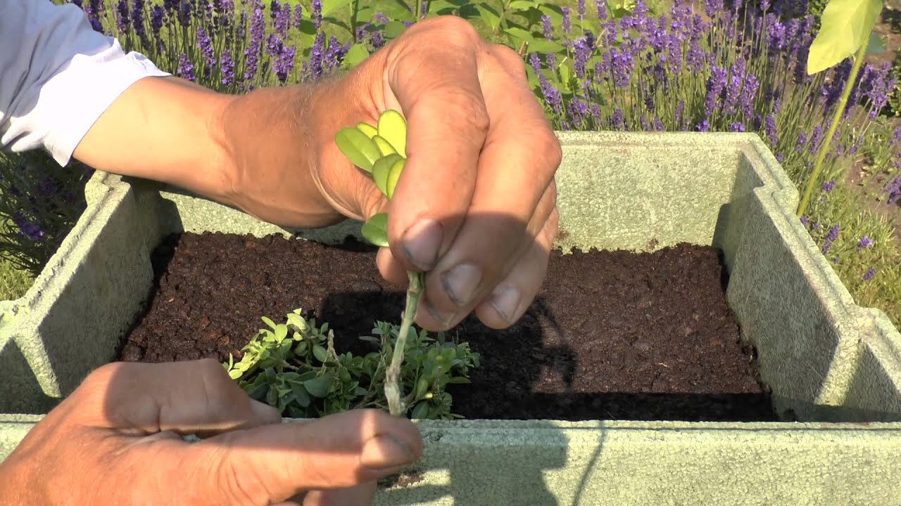 Buchsbaum Buxus Boxwood Steckling vermehren