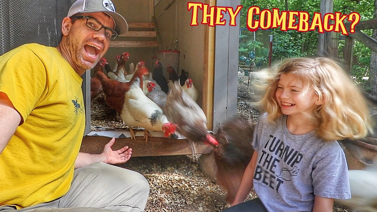 We Left The Chickens Locked Up For Days, Did It Work? [Did They Comeback]
