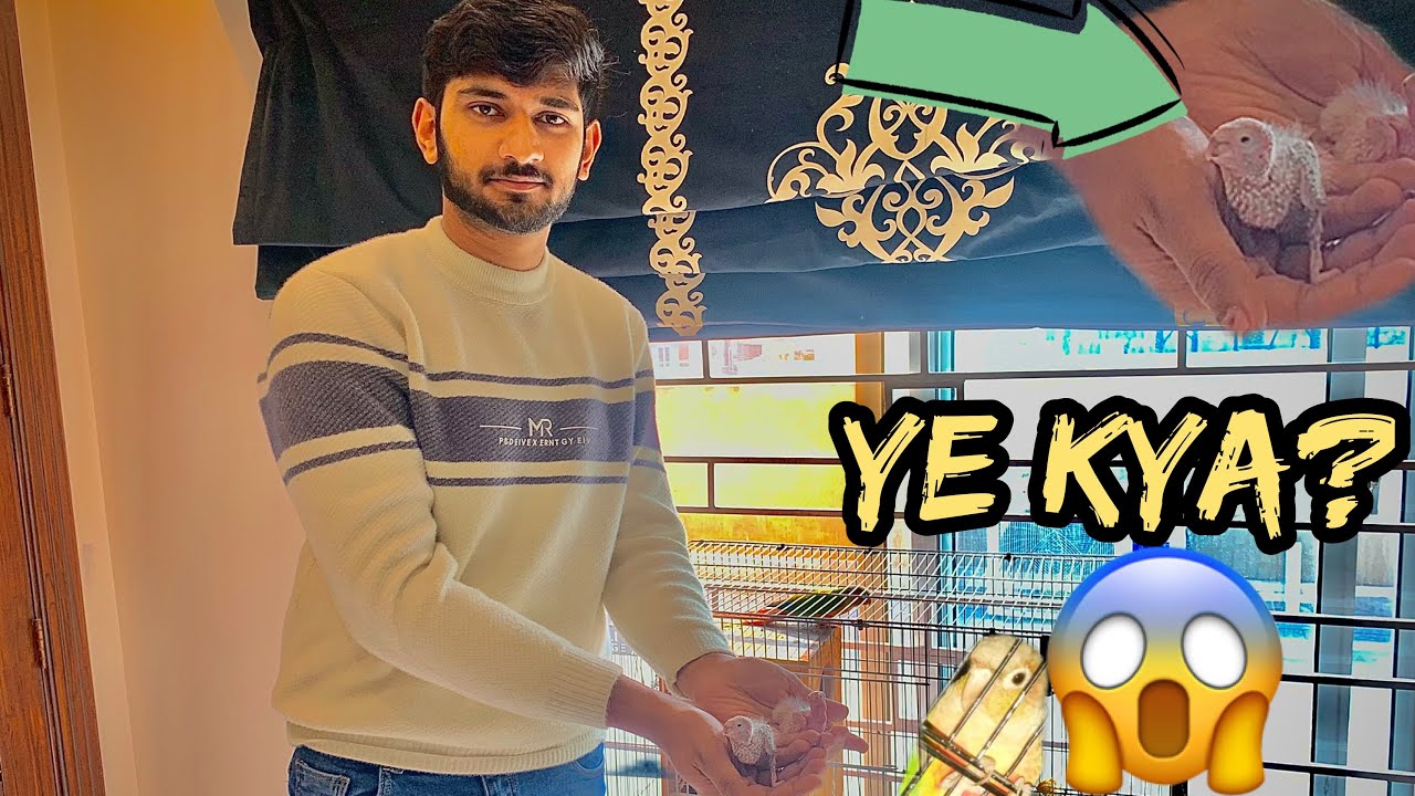 Pineapple Conure breeding || “21 Din Baad ye kya Nikla?😱😱😱.”