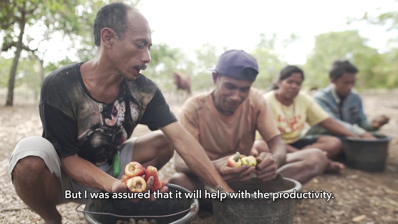 Petani Jambu Mete - Tambolaka Sumba