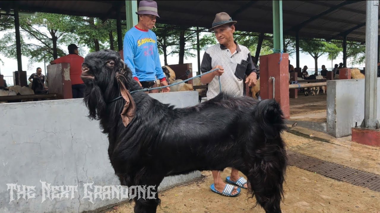 Vlog‼️3 JUTA HARGA HANCUR !! KAMBING QURBAN JUMBO HITAM POLOS AKAN MENJADI TRENDING DI TAHUN 2026