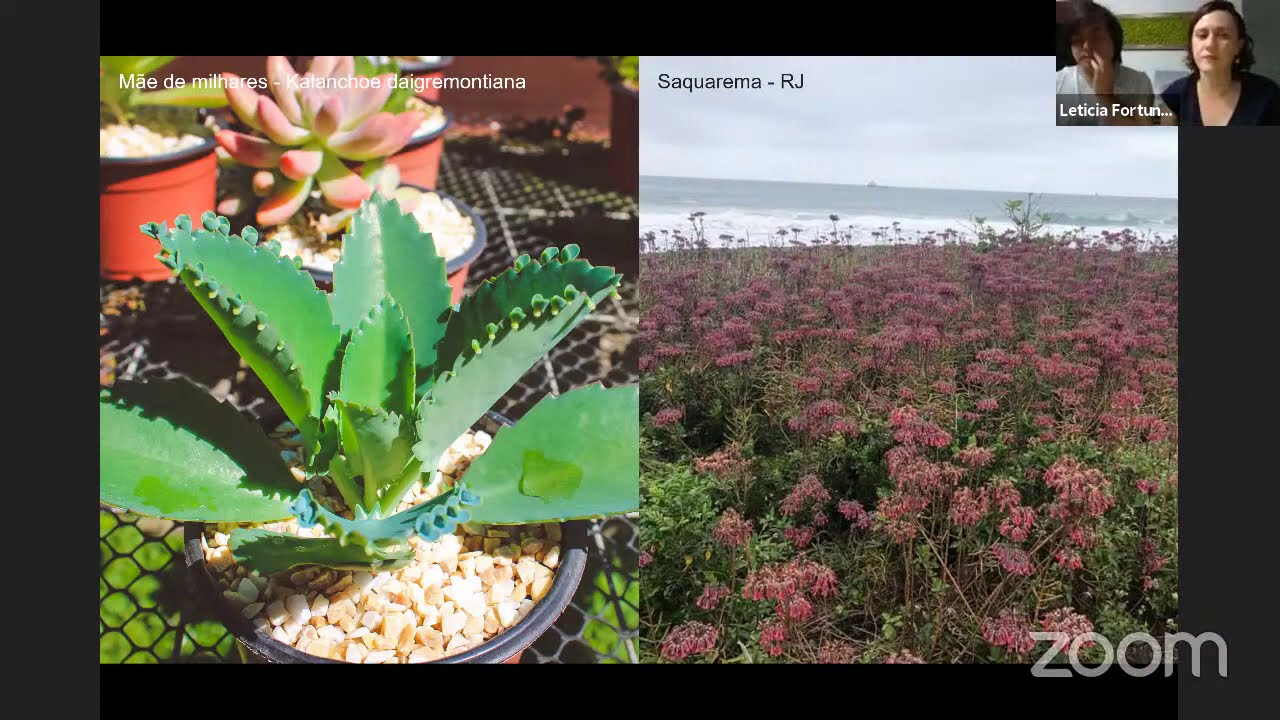 Jardim do Brasil  - Curso Jardins Naturalistas - Aula 02