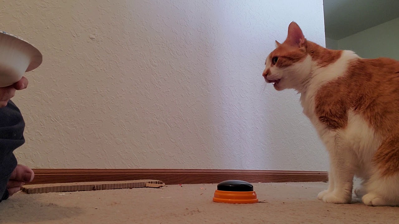 button training 3