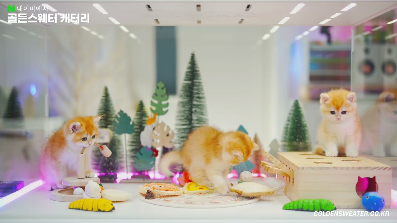 예고편 모습과 많이 다르나요? ㅎㅎ ft.골드브리티쉬숏헤어,ny12,순수혈통,암,암,수,브리숏,브숏,캐터리분양,고양이