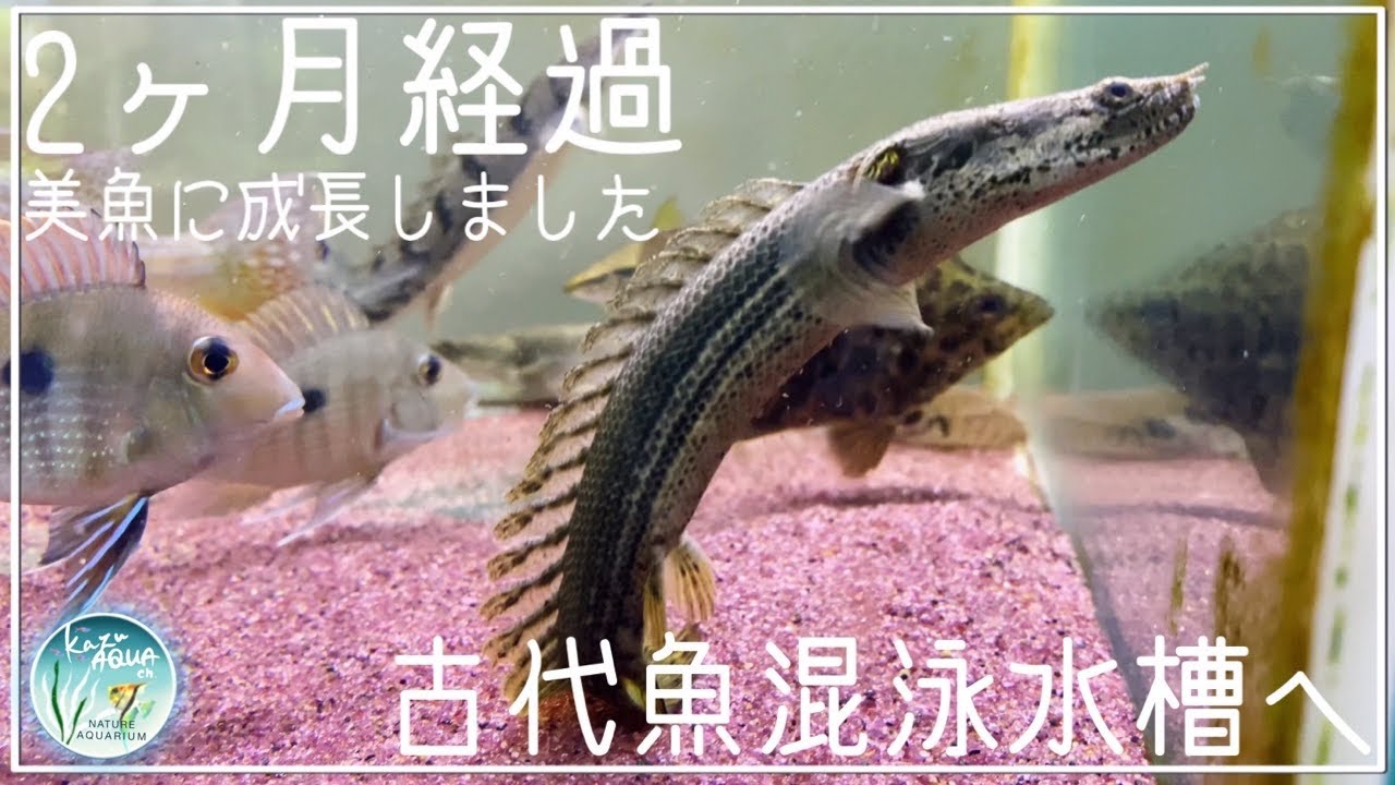 ポリプテルスラプラディ飼育2ヶ月経過！　古代魚中型魚混泳水槽で混泳開始！！