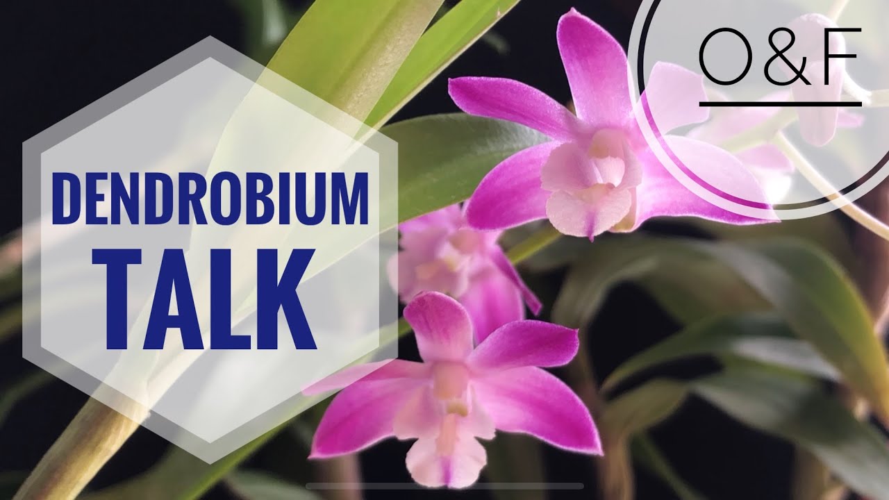 Dendrobium Talk - Sections, Culture, Flowering | my orchid plant collection