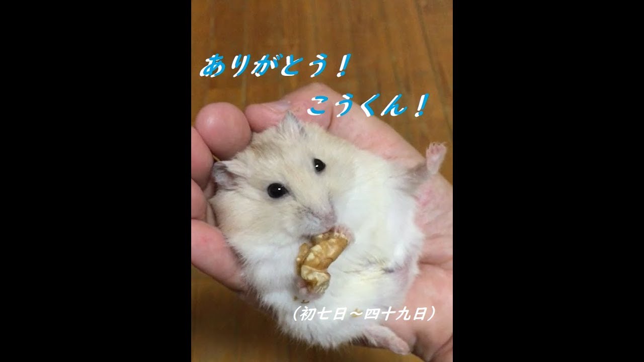 こうくん　ありがとう！初七日～四十九日