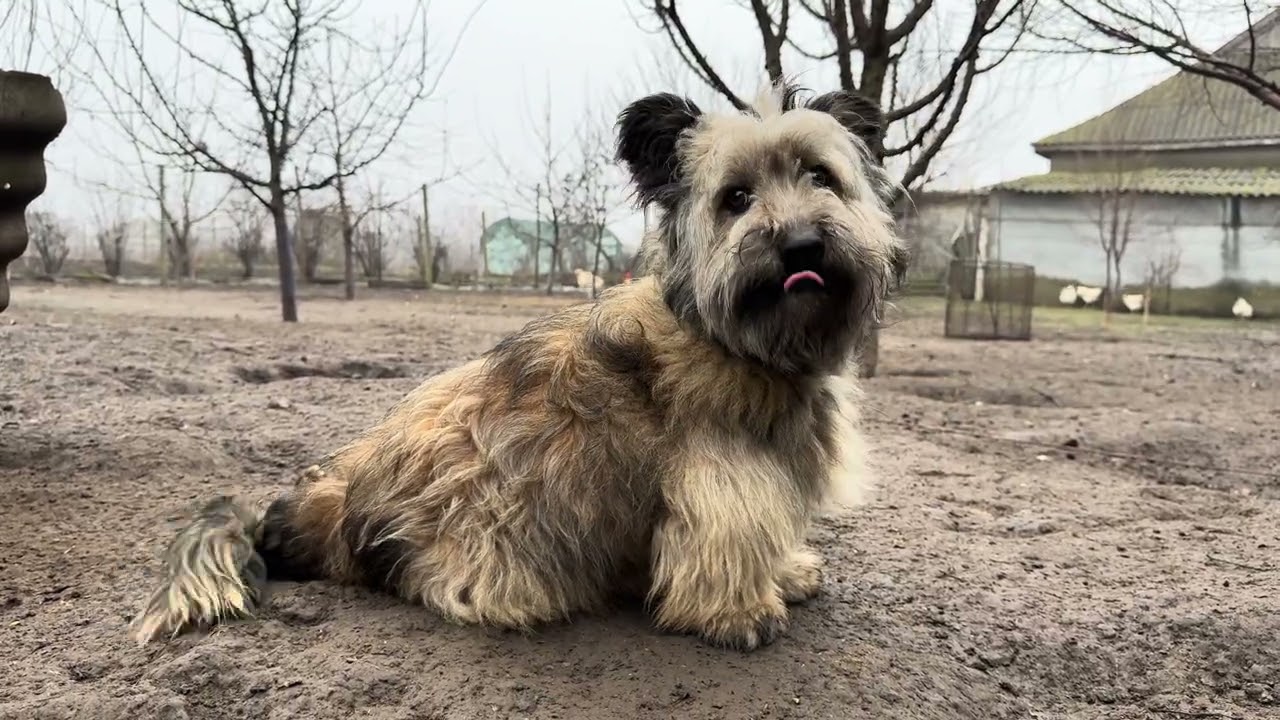 Brave Dog Rolly guards the chickens in the village of Gotești, Moldova