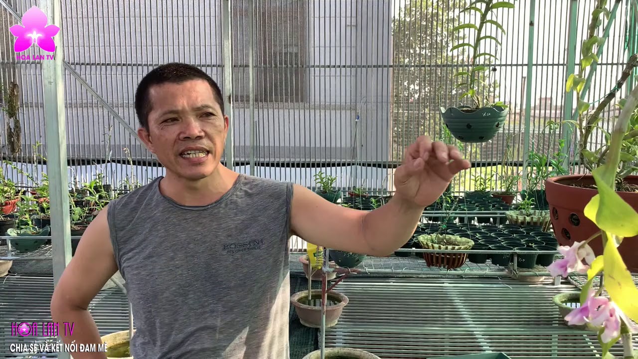 KỲ HOA DỊ THẢO Hồng ĐA THIỆT, Hồng 6 Cánh Tại Vườn Lan THỰC HÀ