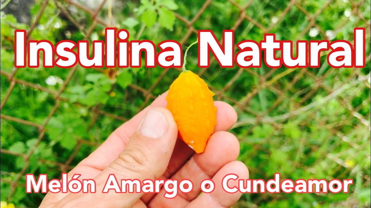 Melón Amargo o Cundeamor; Insulina Natural