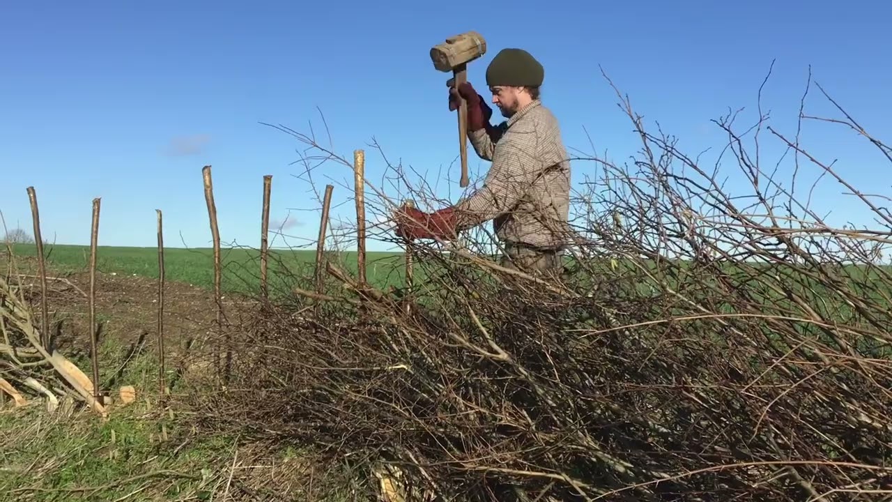 Hedgelaying explained on Nonington Farms by Michael White of Rural Courses