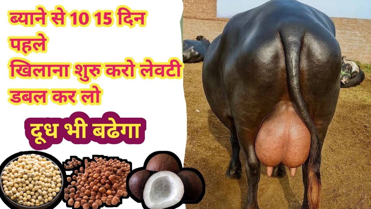 ब्याने से 10 से 15 दिन पहले खिलाओ गाय भैंस की लेवटी अडर डबल कर लो bhains ka udder kaise badhaye
