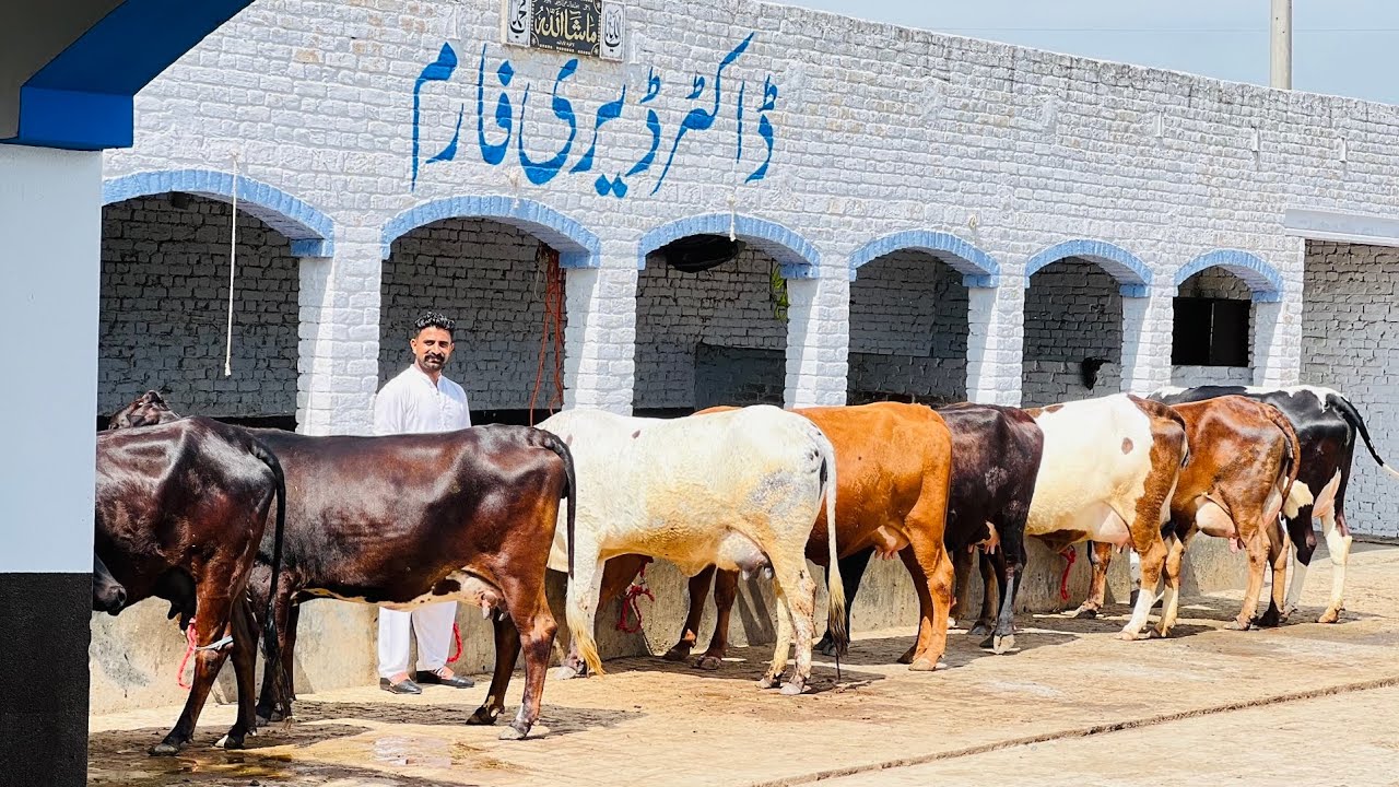 3 سجری سوئی 6 تیار ویڑیاں برائے فروخت 13 مارچ 2026 ساروکی گجرات[8498176-0318]