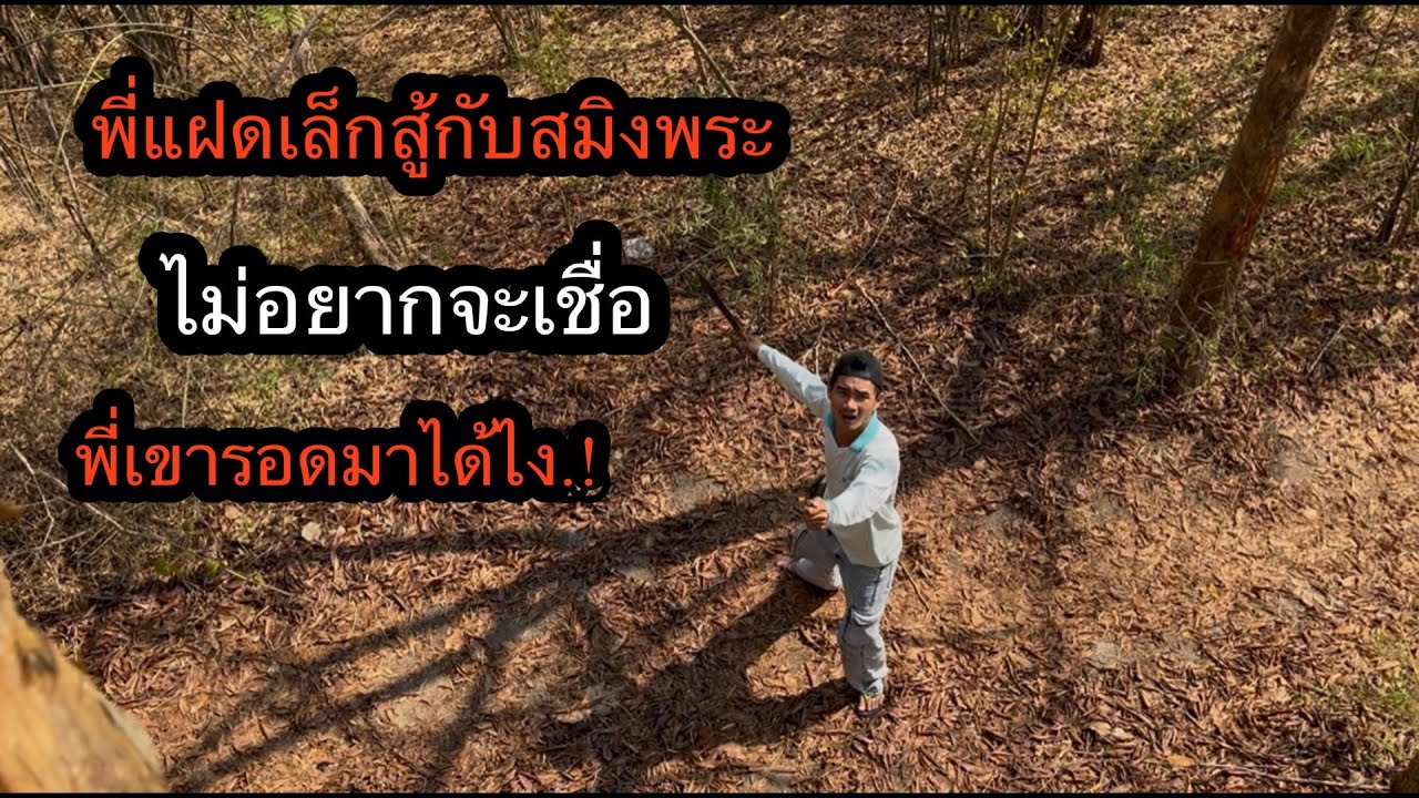 พี่แฝดเล็กสู้กับ“สมิงพระ”วิ่งมาขอขึ้นไม่น่าเชื่อรอดมาได้.!?