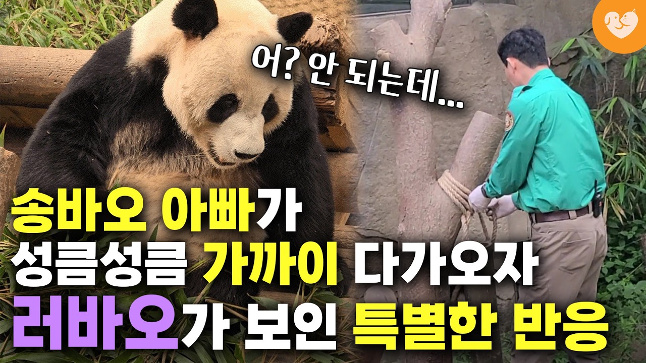 송바오가 자신에게 가까이 다가오자 러바오가 보인 특별한 반응 🐼 한국인들이 바오가족 때문에 판다에 대해 잘못 알고 있는 것
