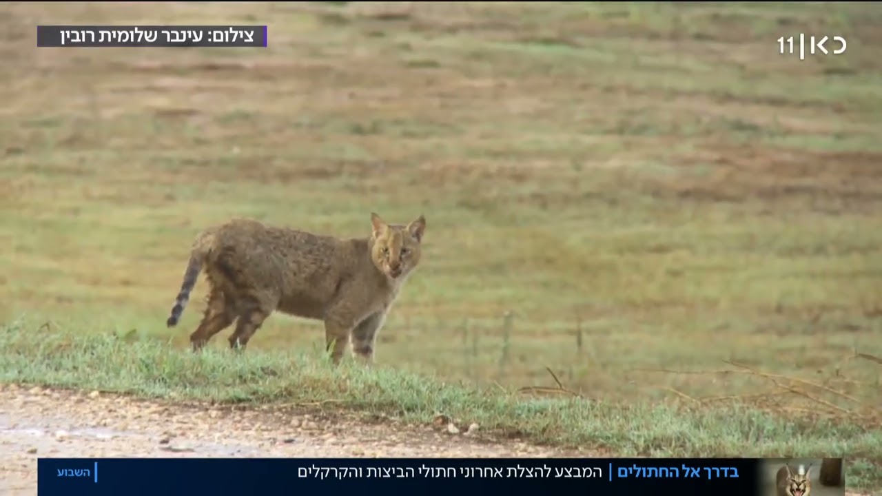 חתולי הבר של ישראל / Israel wild cats - Caracal & Jungle cat