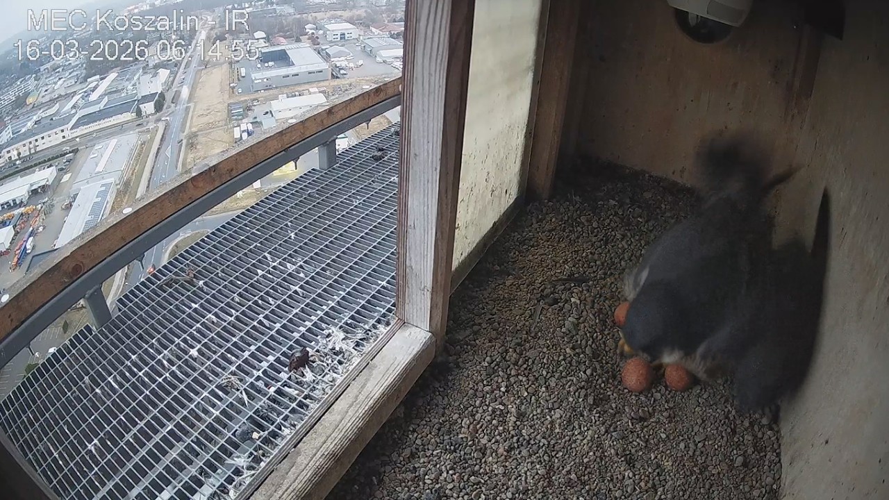 Koszalin 16 03 2026 3 ~ Nila zniosła 3🥚🥚🥚 o 6:13