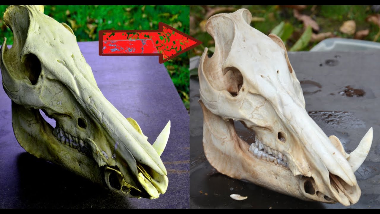 Wybielanie czaszki perhydrolem | Whitening a skull with Hydrogen peroxide !
