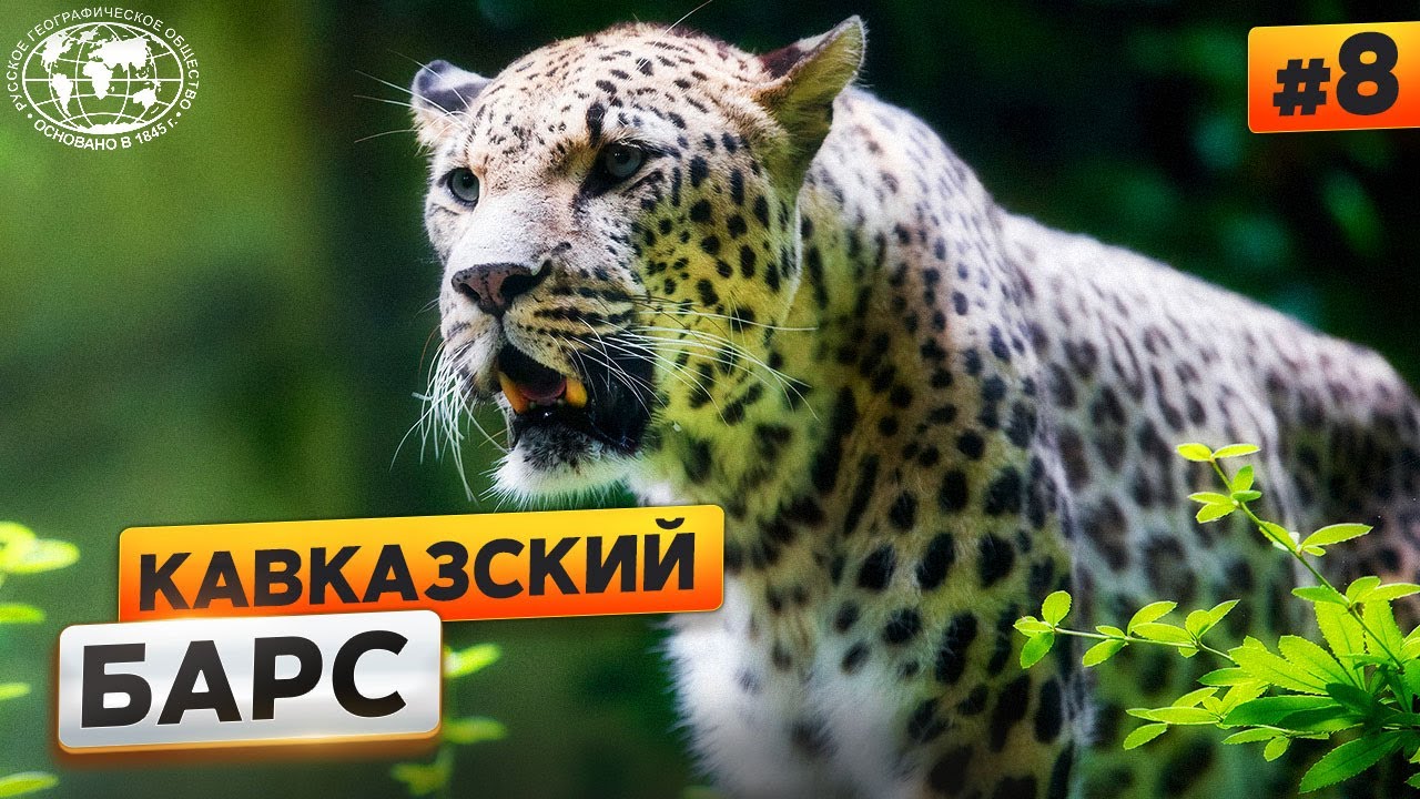 Животный мир Кавказа. Леопард | @Русское географическое общество