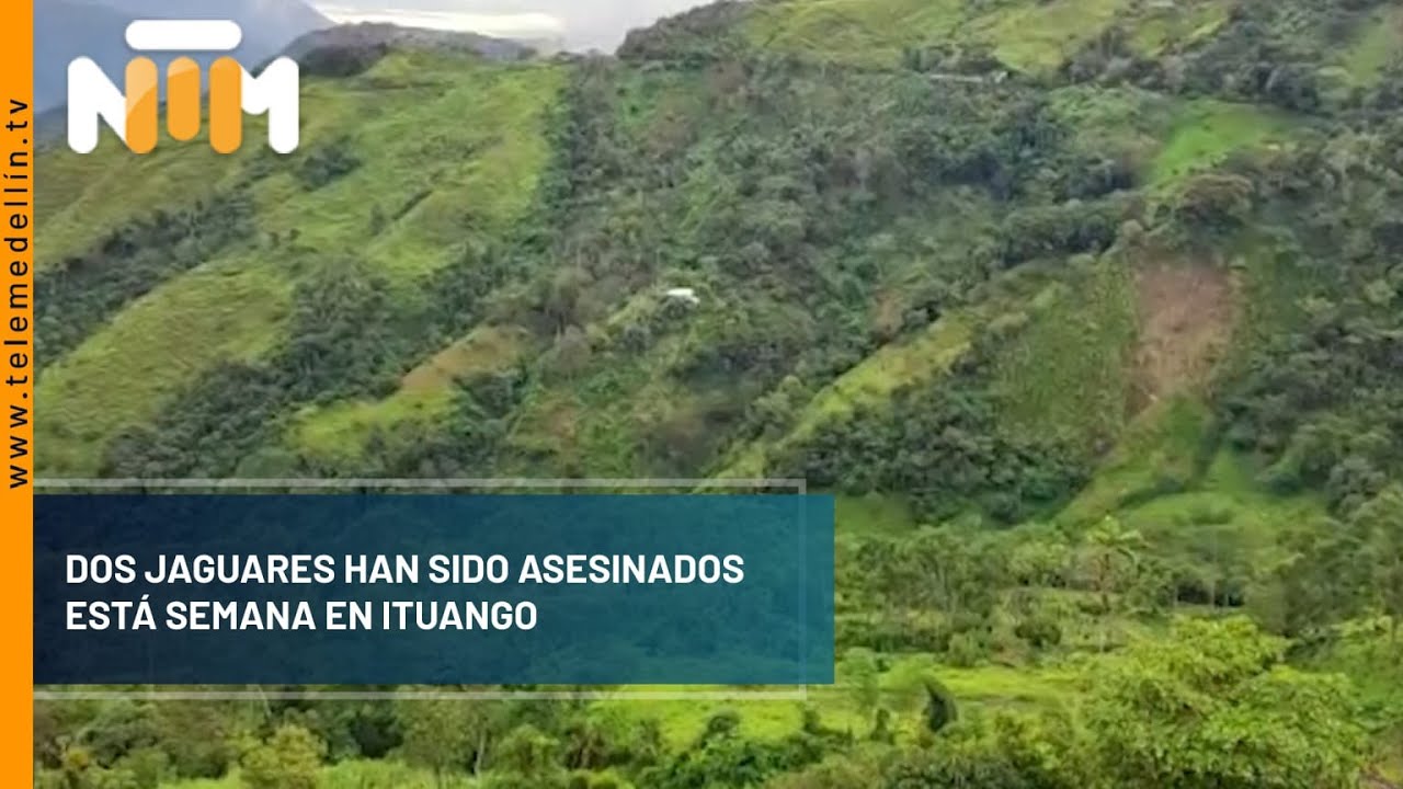 Dos jaguares han sido asesinados esta semana en Ituango - Telemedellín