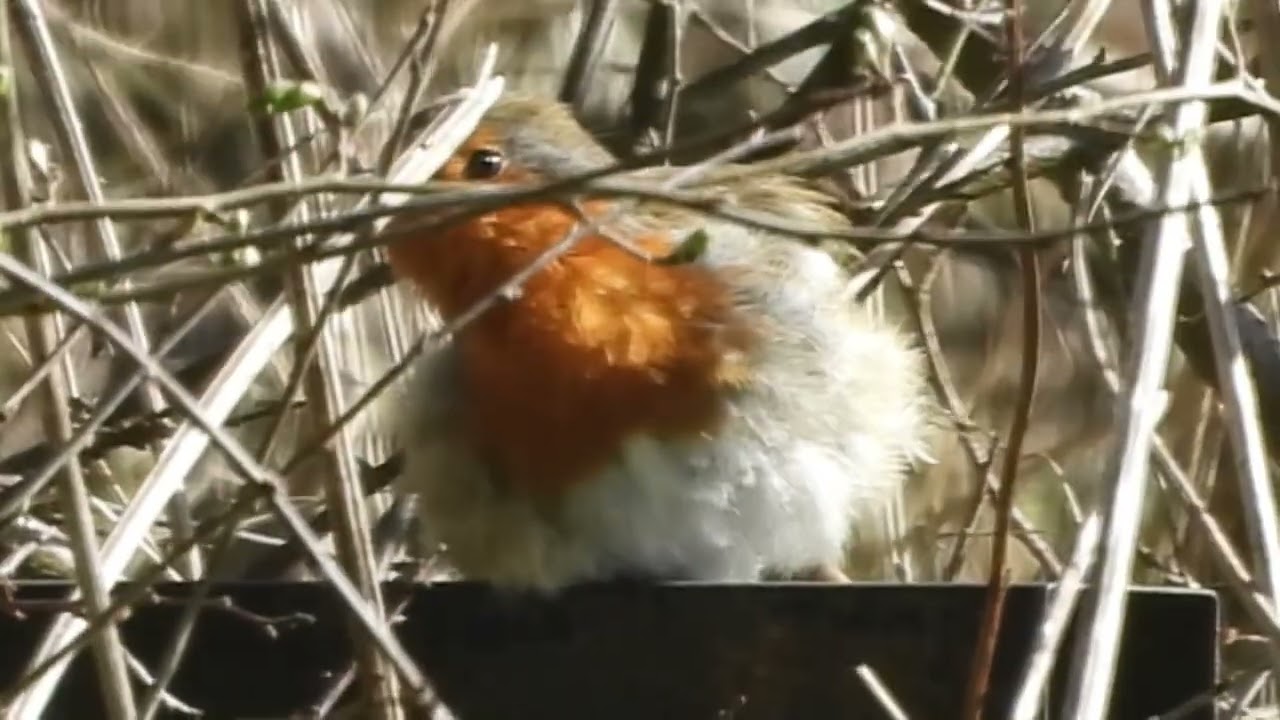 robin 14th March   2