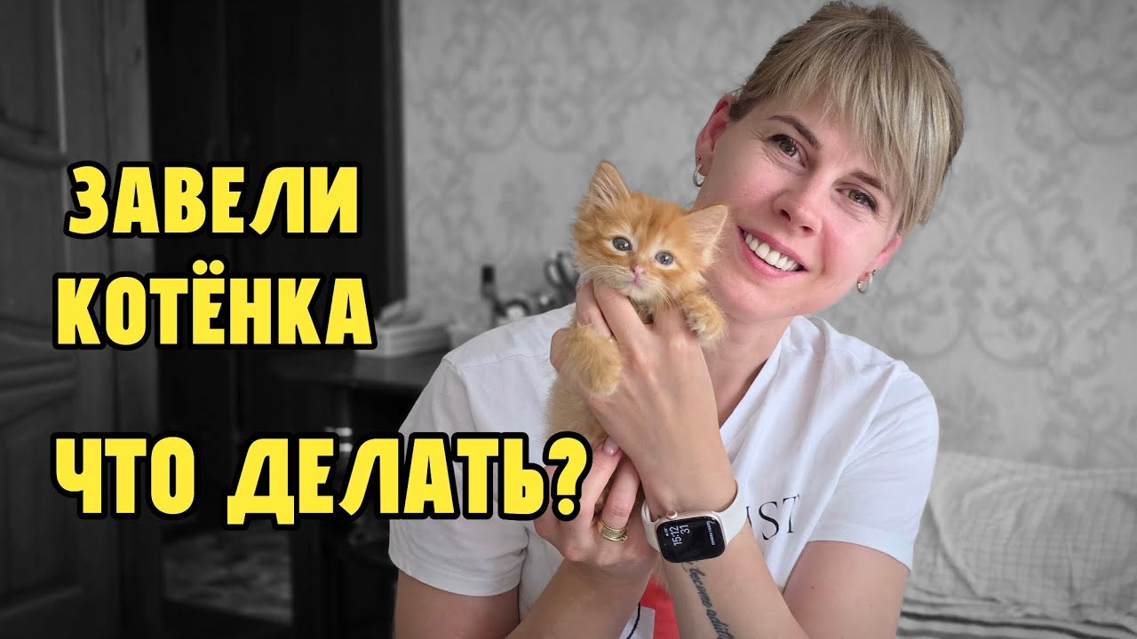 Завели котенка, что делать?