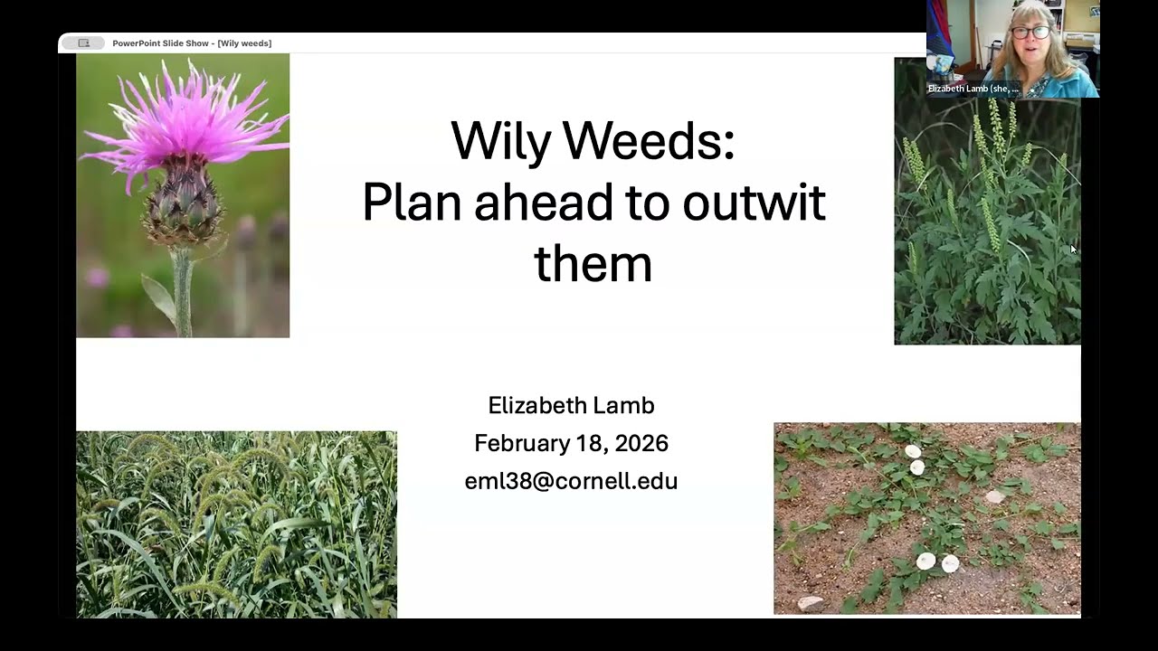 Wily Weeds: Plan now to outwit them next year