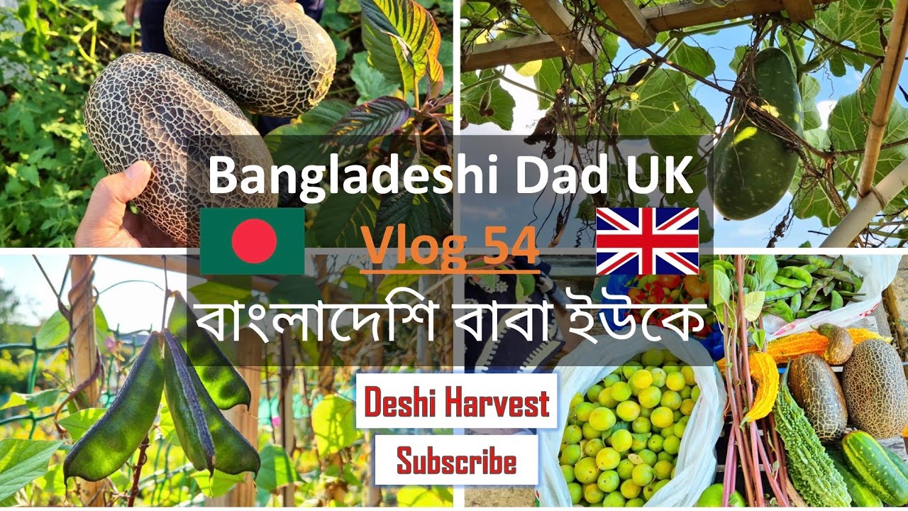 Bangladeshi Dad UK 🇧🇩 Vlog 54 বাংলাদেশি বাবা ইউকে Harvesting Deshi Vegetables বাংলাদেশী সবজি