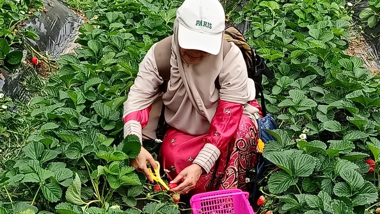 PART 1/01012026,MEMANEN BUAH STROWBERI DI@FANLING #HONGKONG 