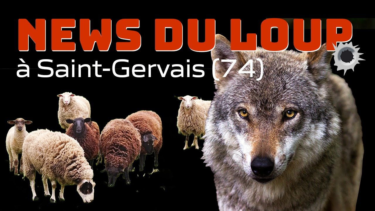 SAINT-GERVAIS : DES LOUPS TIRES SUR DES TROUPEAUX NON OU PEU PROTEGES !