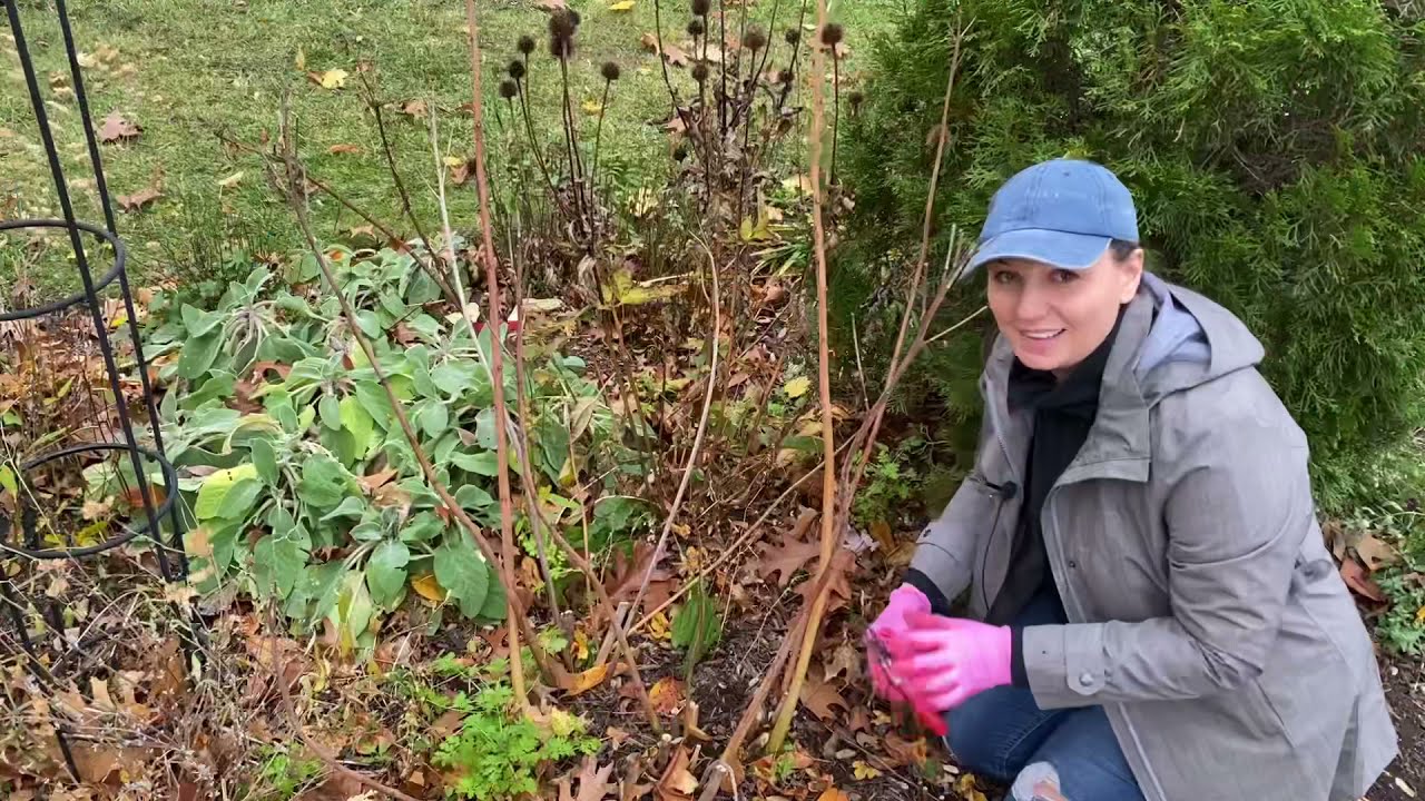 ✂️ Cutting Back Perennials ~ Which to Cut Back? ✂️
