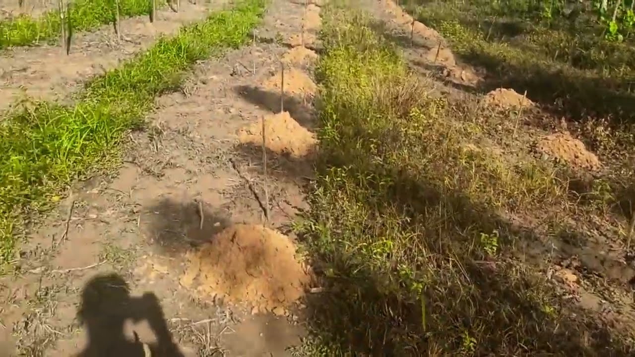 PLANTIO DA GLIRICÍDIA!!!