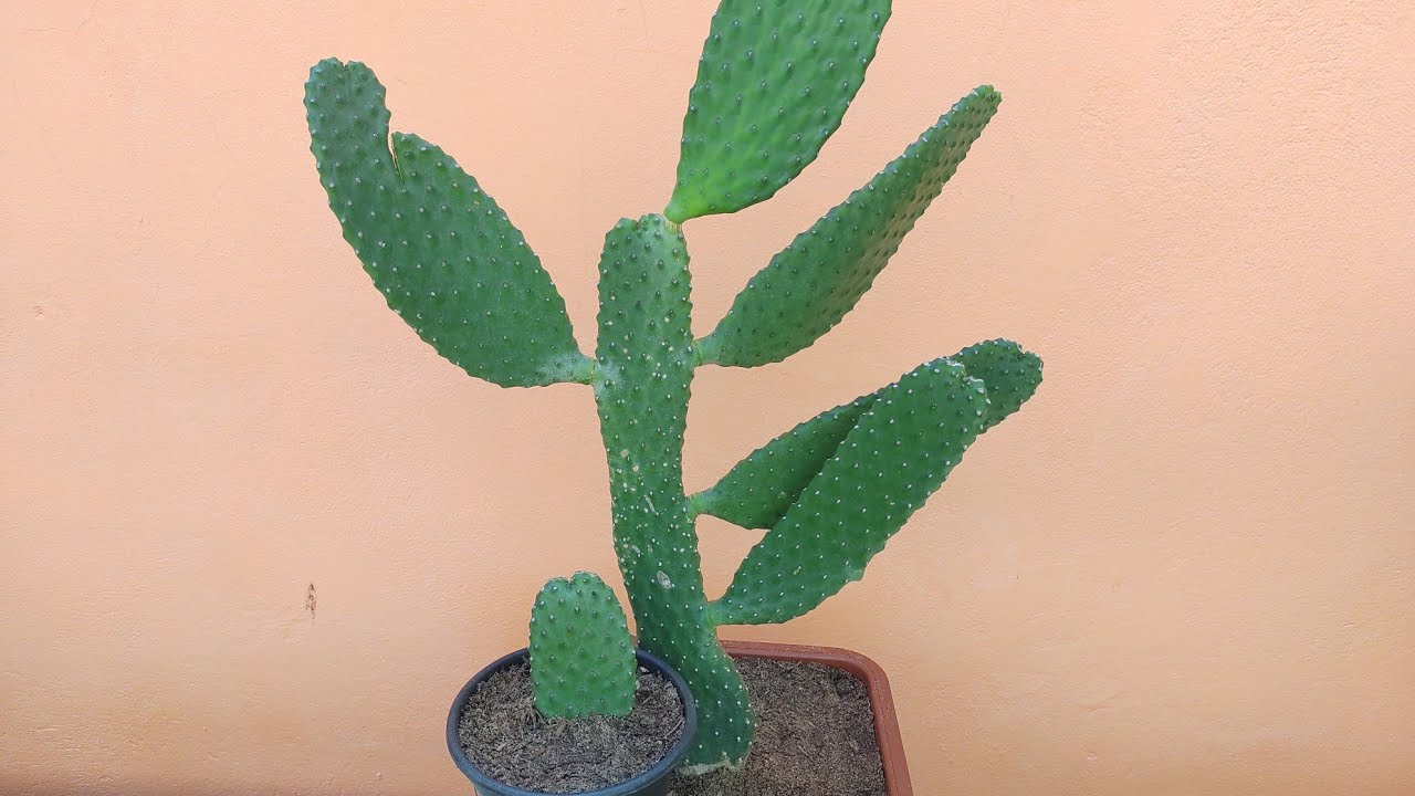 Cacto Palma: Como plantar, cuidar e fazer mudas.