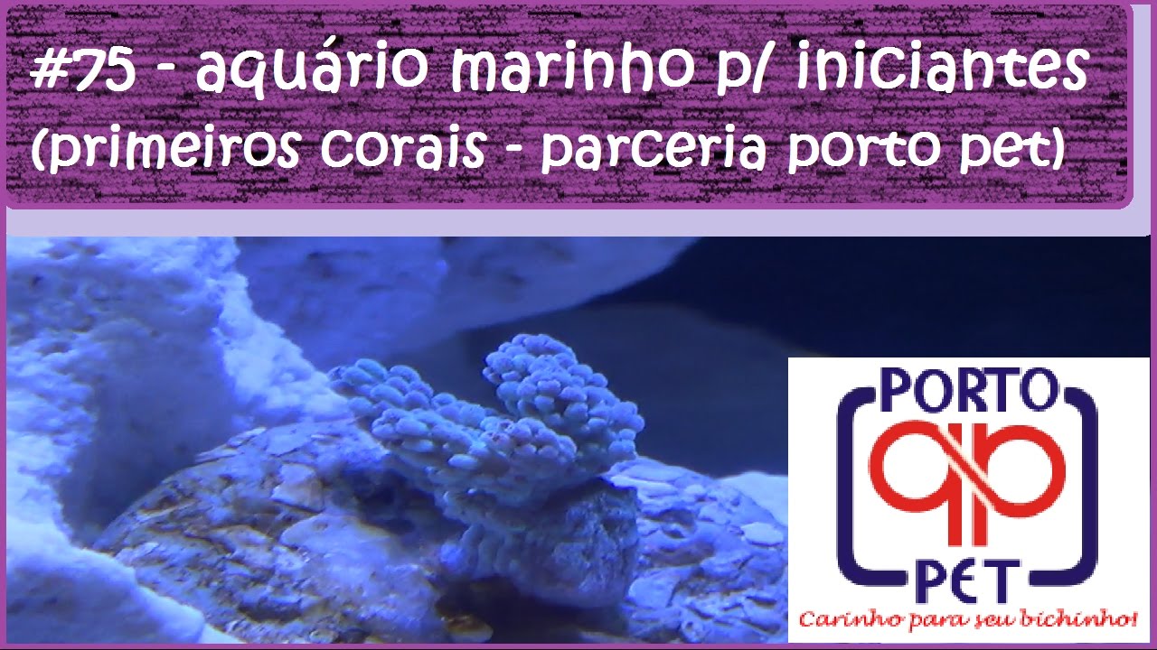 Aquário Marinho Para Iniciantes (Primeiros corais - Parceria PORTO PET)