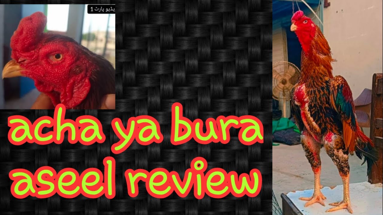 good or bad aseel review part 4