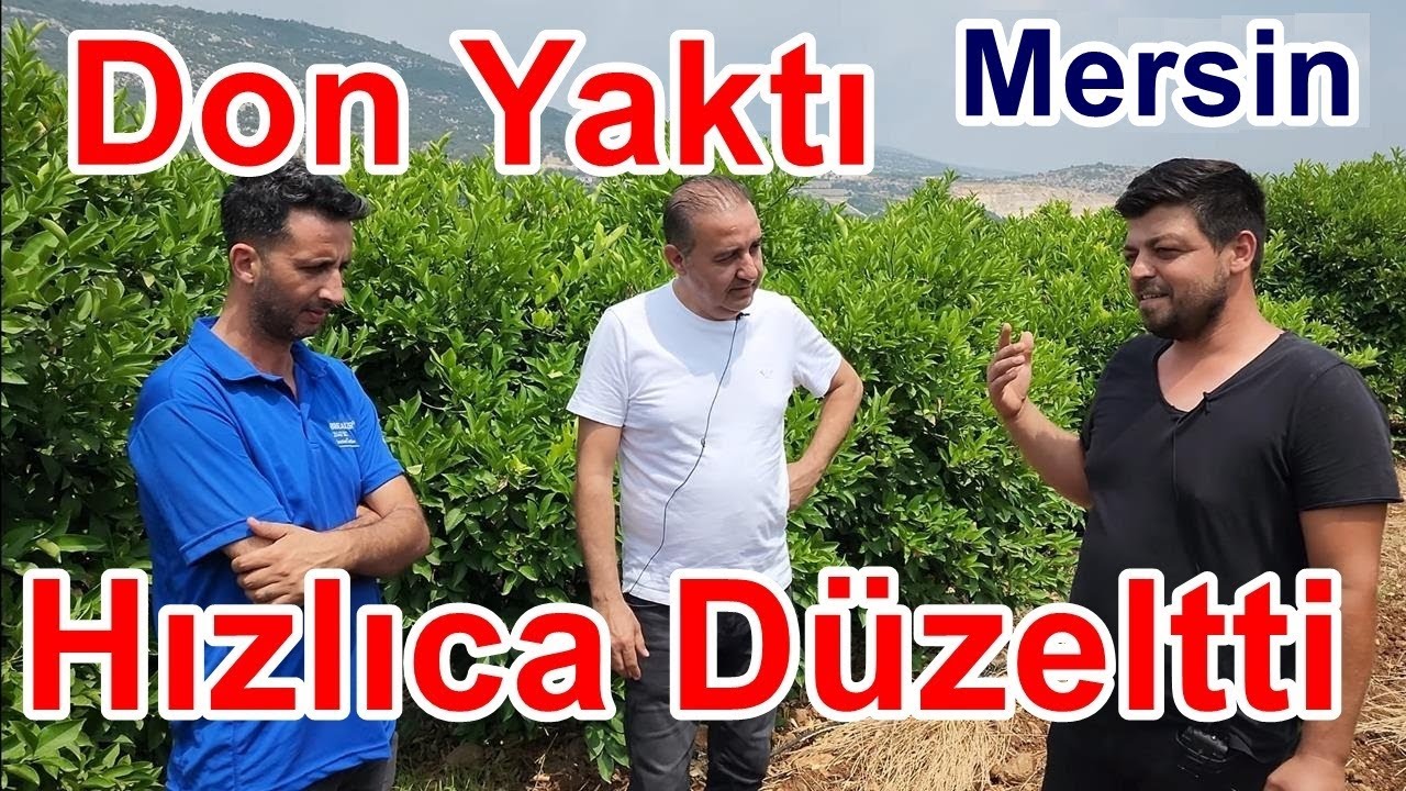 Limon  Narenciye Ağaçlarını Soğuk - Don Vurdu Yaktı Çalı Gibi Oldu - Gübreleme İle Hızlıca Düzeldi