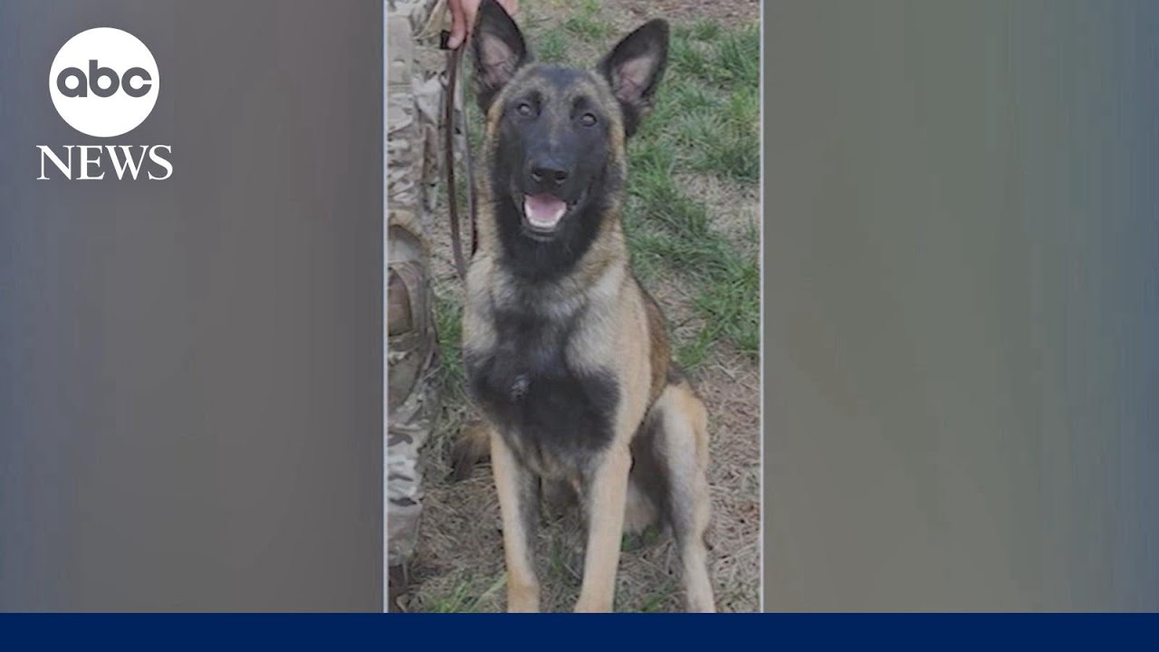 K-9 hero named Rocky was shot after tracking suspected cop killer