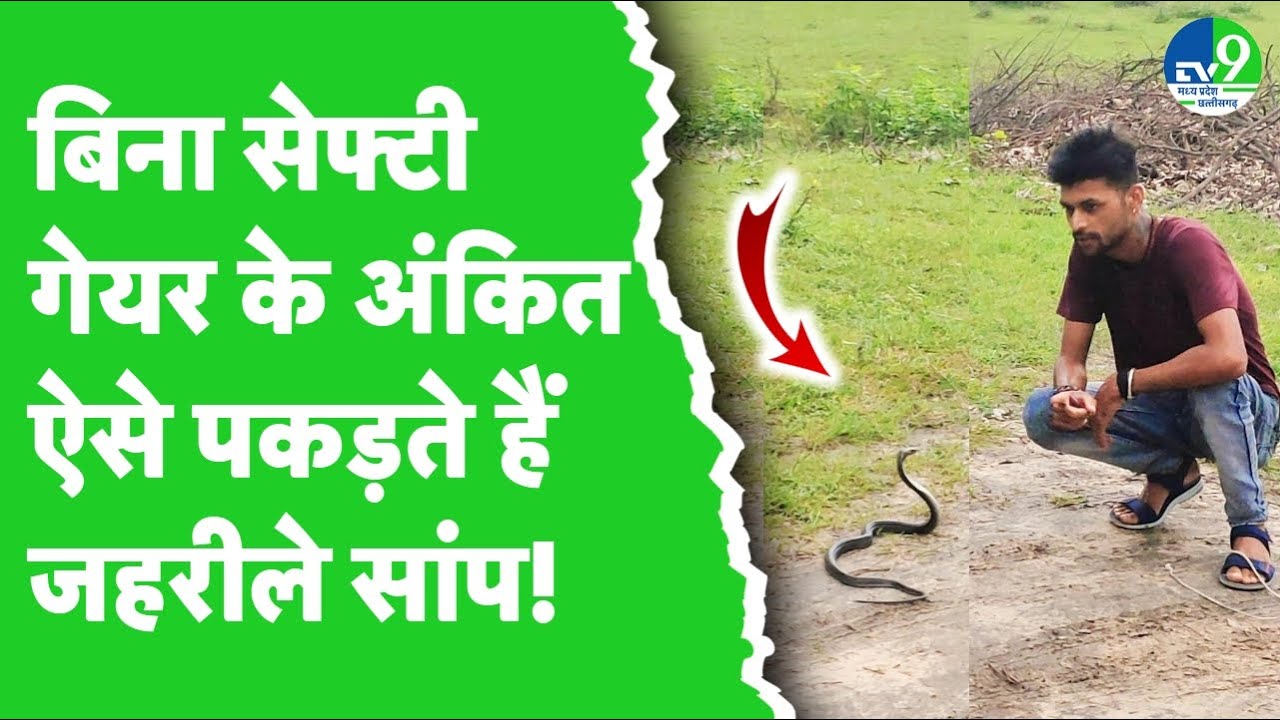 Jabalpur के Ankit Sengar बिना Safety Gear के पकड़ लेते हैं जहरीले सांप | Snake Rescue