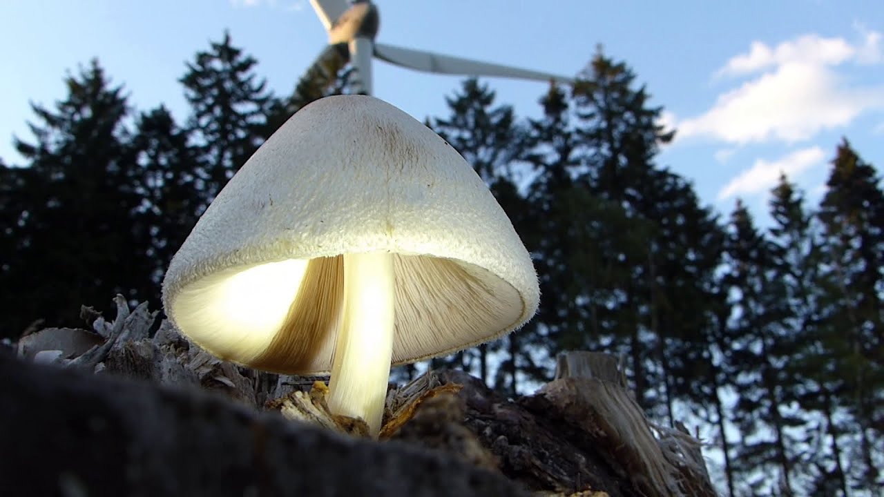 Ⅹ. Volvariella bombycina (Wolliger Scheidling) auf Fichtenstumpf (Picea abies) &bull; Ende Juli 2020