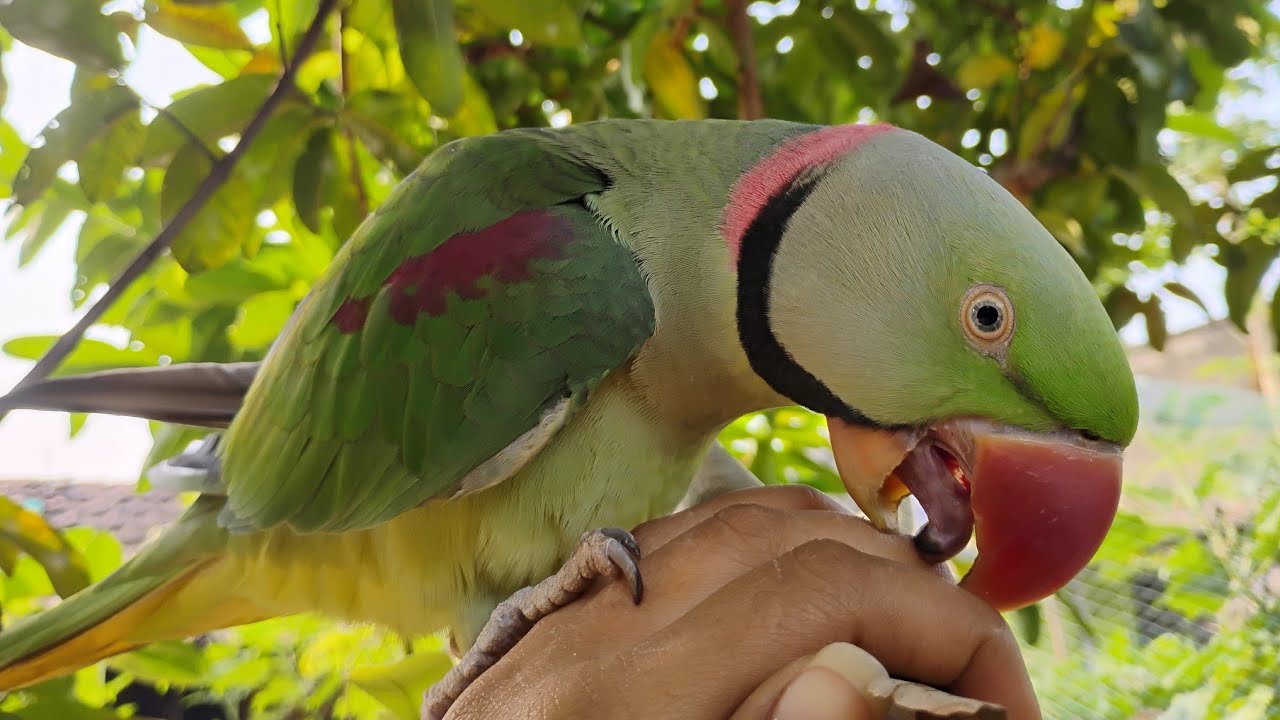 Cute parrot voice Mithu Radhe Radhe 🦜🦜😘🦜😘🦜🦜🦜