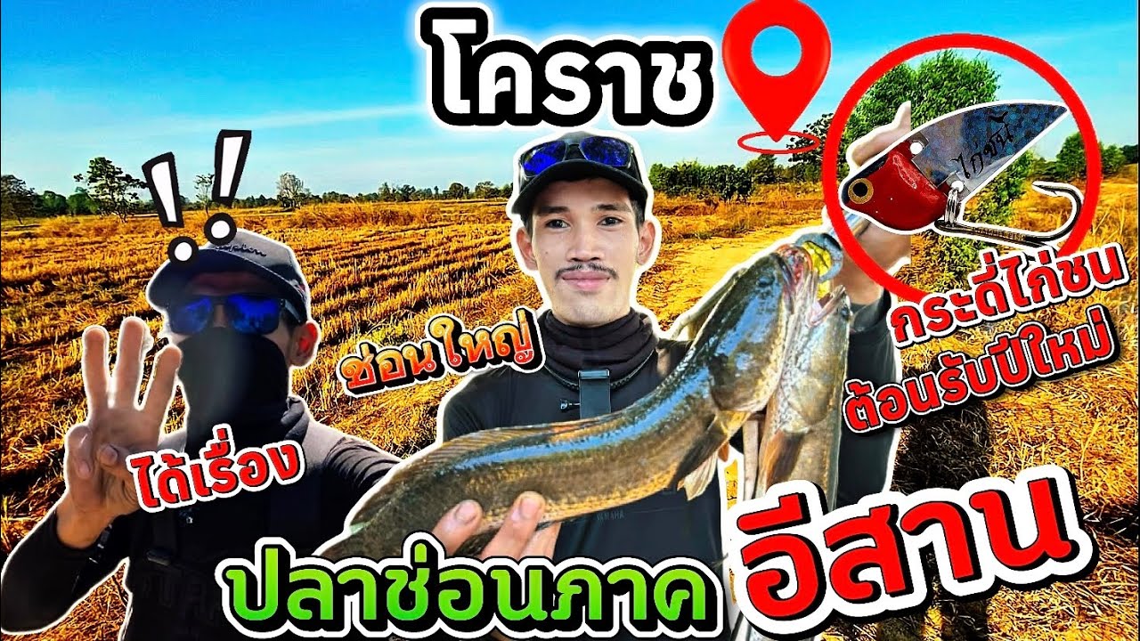 ตกปลาช่อนด้วยกระดี่ไก่ชน!!หาเเต้มต้อนรับปีใหม่
