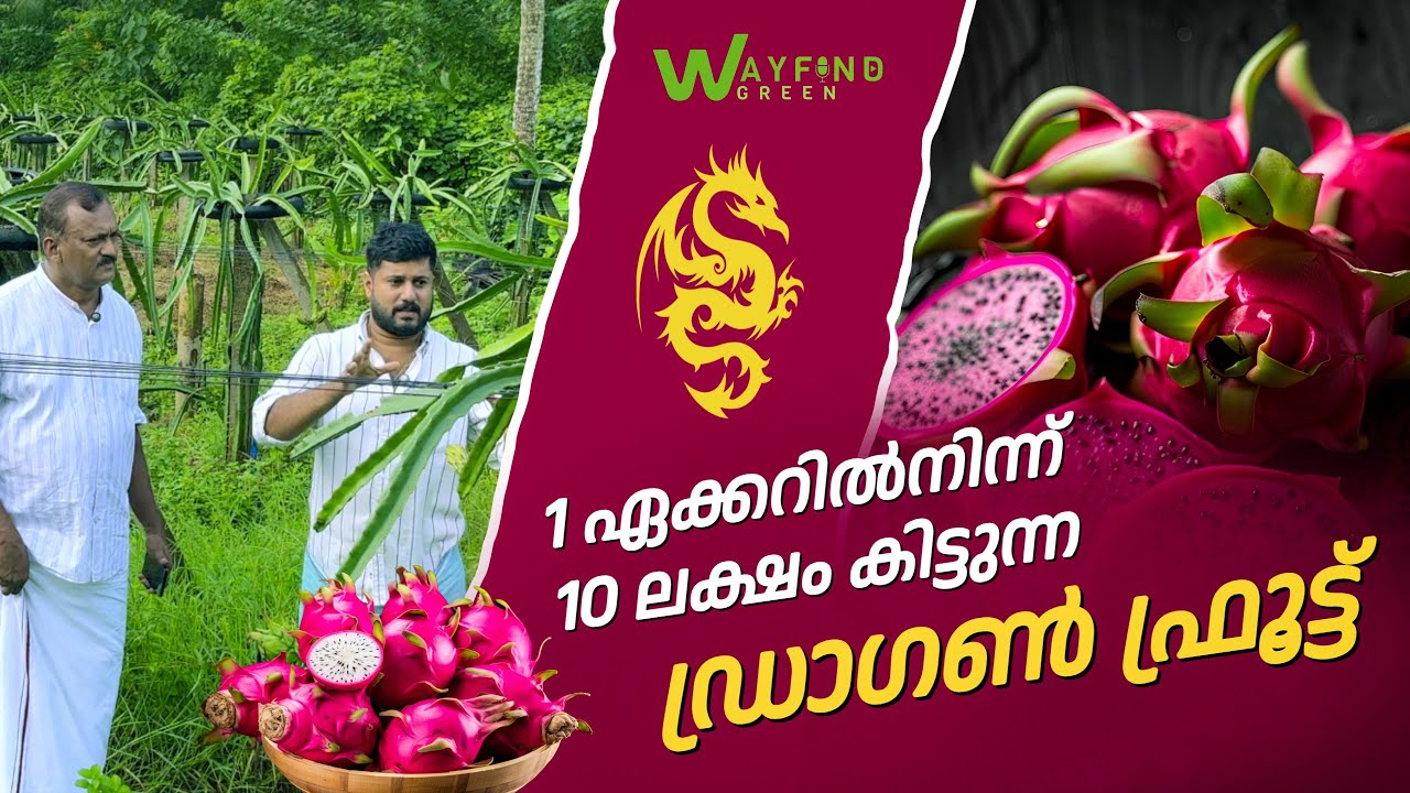 1 ഏക്കറിൽ 10 ലക്ഷം കിട്ടുന്ന ഡ്രാഗൺ ഫ്രൂട്ട്  | UNNIKKUNJU GEORGE | NAVEEN | DRAGON FRUIT |