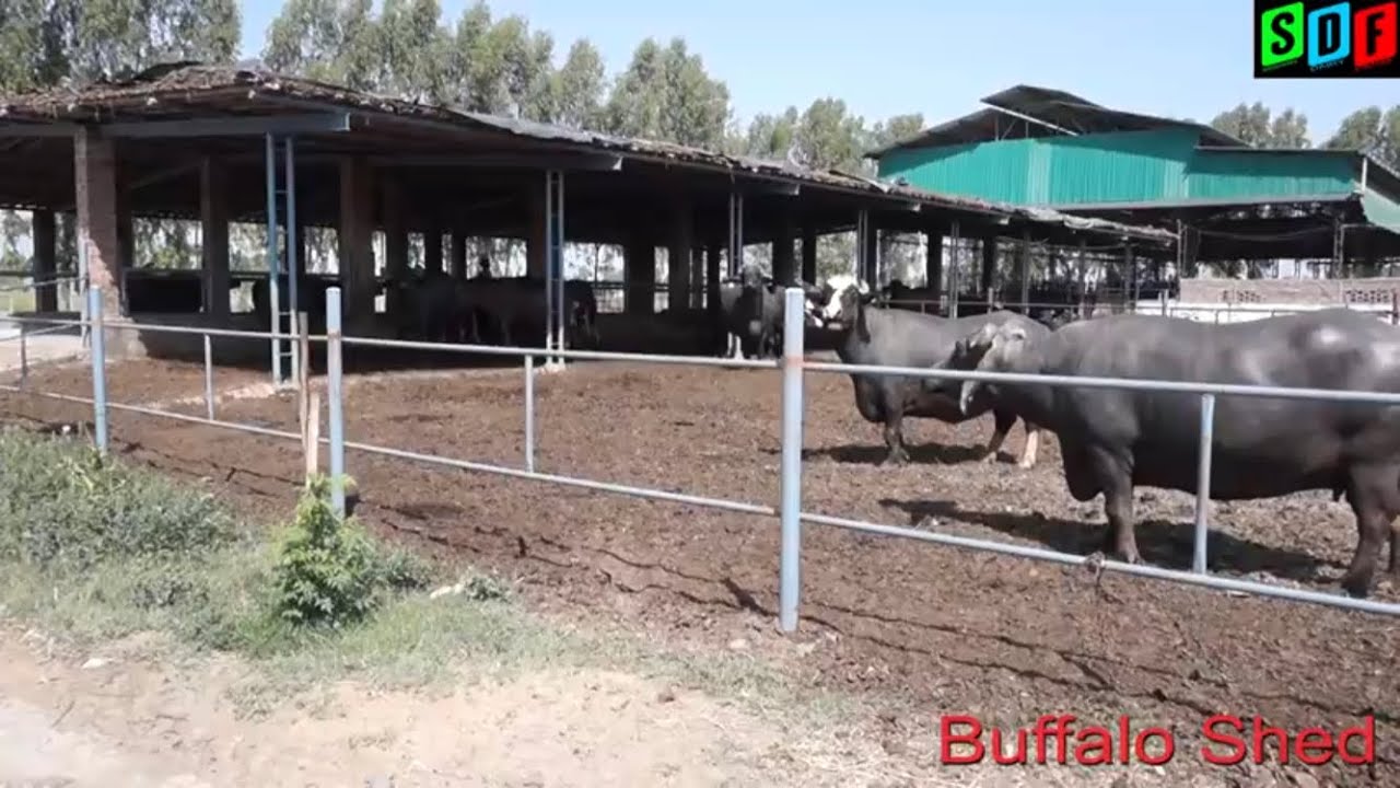 Assal Dairy Farm -  Buffalo video. Part - 1