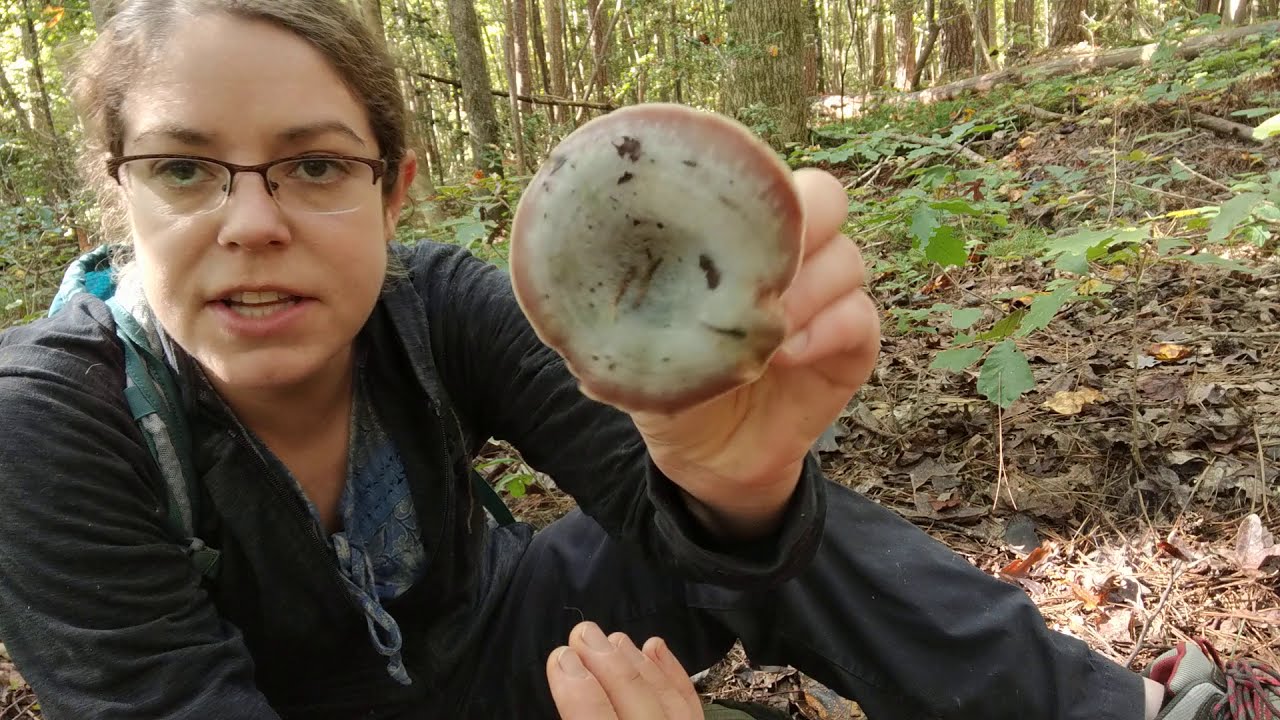 ラクタリウス・パラドクスス（Lactarius paradoxus）の見分け方