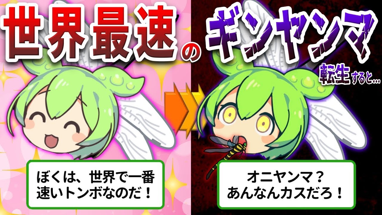 オニヤンマより強い！スズメバチを捕食するギンヤンマの生態とは⁉【ずんだもん&ゆっくり解説】