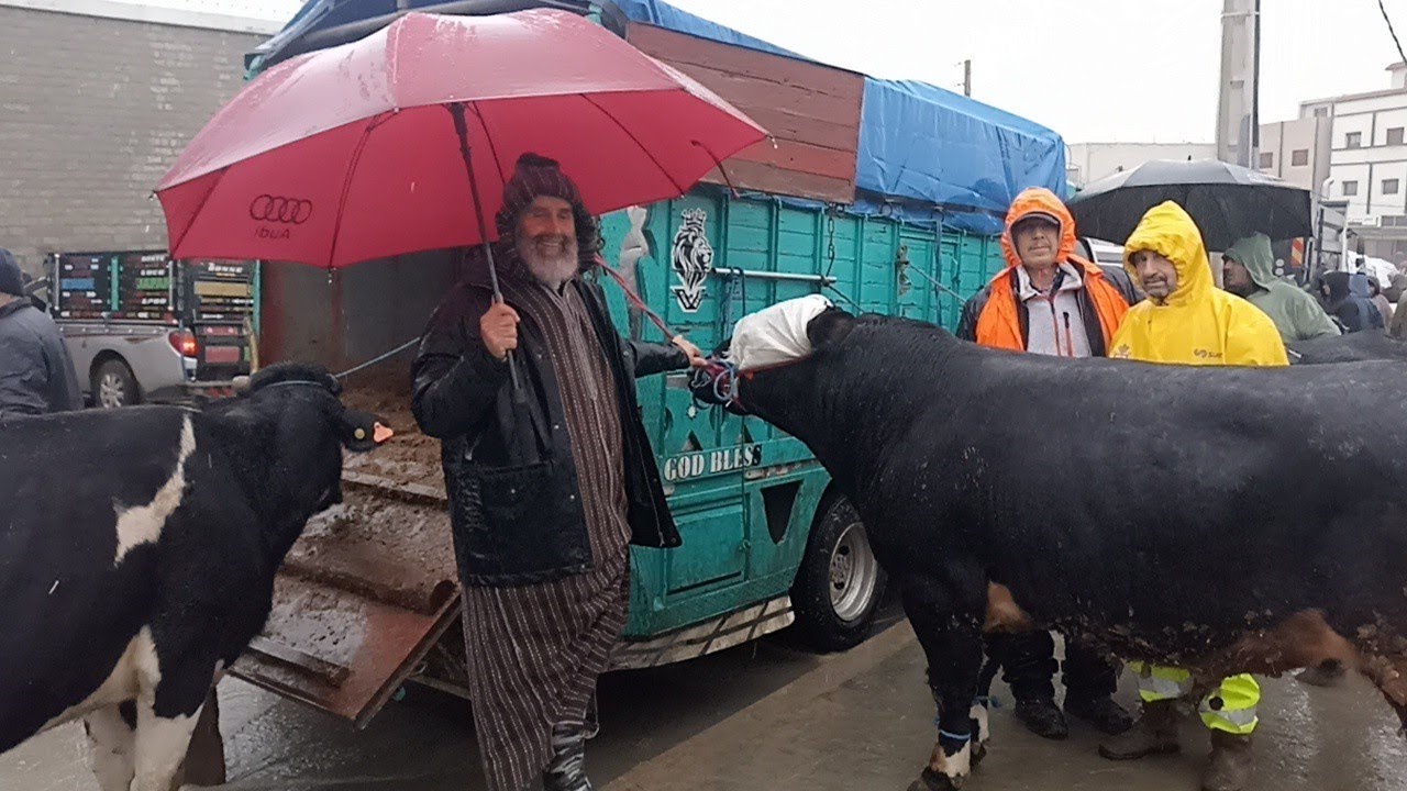 العجول الكسابية و الجزارية بسوق الاربعاء تطوان 🐃🐂🐄🦬||28/01/2026||0667128425🔥🇲🇦❤️
