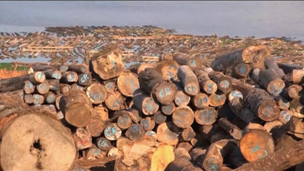 The Laundering Machine: How U.S. Corporations Threaten Peru's Forests Through Illegal Logging