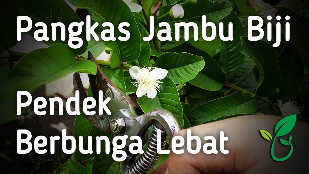 Saya Ikuti Cara Pangkas Tabulampot Jambu Biji Kristal Ini Agar Bunga Buah Tidak Rontok