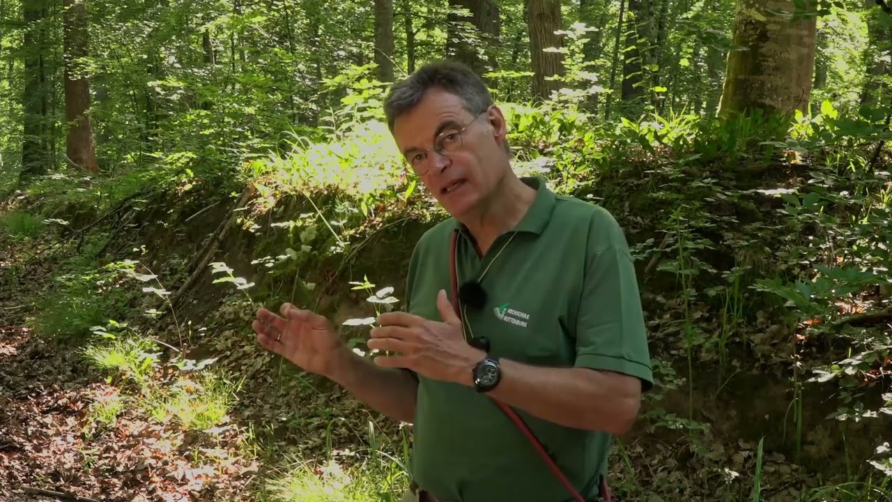 Lehrwanderung: Grasartige Pflanzen